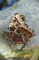 PICT50344_050402_BotGartM_Schmetterling