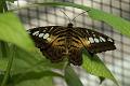 PICT50350_050402_BotGartM_Schmetterling_c