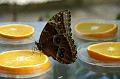 PICT50351_050402_BotGartM_Schmetterling