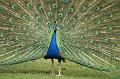 PICT52229_050423_Hellabrunn_Pfau
