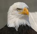 PICT66478_060408_Poing_Seeadler_c