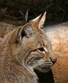 PICT66543_060408_Poing_Luchs_c