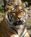 PICT66925_060501_Hellabrunn_Tiger_c