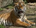 PICT66926_060501_Hellabrunn_Tiger_c