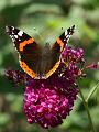 PICT68920_060811_Schmetterling_c