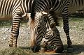 PICT69153_060826_Hellabrunn_Zebras