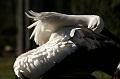 PICT70701_070415_Poing_Storch