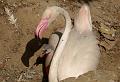 PICT80597_080626_FuengirolaZoo_c