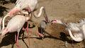 PICT80599_080626_FuengirolaZoo_c