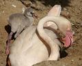 PICT80600_080626_FuengirolaZoo_c