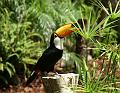 PICT81555_080626_FuengirolaZoo_c