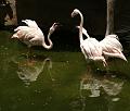 PICT81596_080626_FuengirolaZoo_c