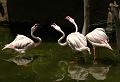 PICT81597_080626_FuengirolaZoo_c