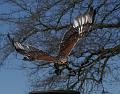 PICT85871_080420_Poing_c