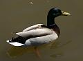 PICT85993_080420_Poing_c