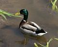 PICT85995_080420_Poing_c