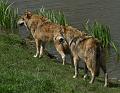 PICT86070_080420_Poing_c