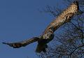 PICT86162_080420_Poing_c