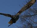 PICT86163_080420_Poing_c