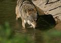PICT86307_080508_Hellabrunn_c