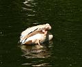 PICT86609_080508_Hellabrunn_c