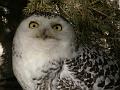 PICT95027_090410_Poing_Schneeeule_c