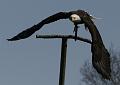 PICT95124_090410_Poing_Seeadler_c