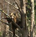 PICT95239_090410_Poing_Baer_c