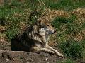 PICT95242_090410_Poing_Wolf_c