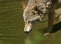 PICT96039_090614_Hellabrunn_c