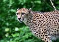 PICT96105_090614_Hellabrunn_c