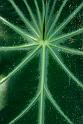 150619_1321_T04442_TropicalGarden