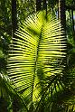 150619_1325_T04449_TropicalGarden