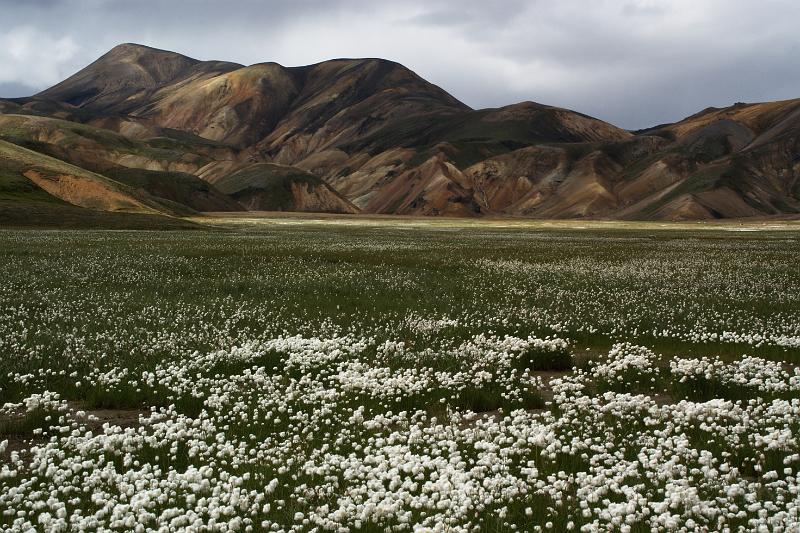 100715_A1738_Landmannalaugar.jpg - Landmannalaugar, dito plus Wollgras