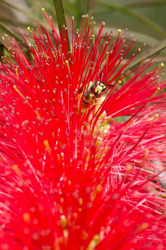 110507_T6405_Funchal.jpg - Im Botanischen Garten von Funchal