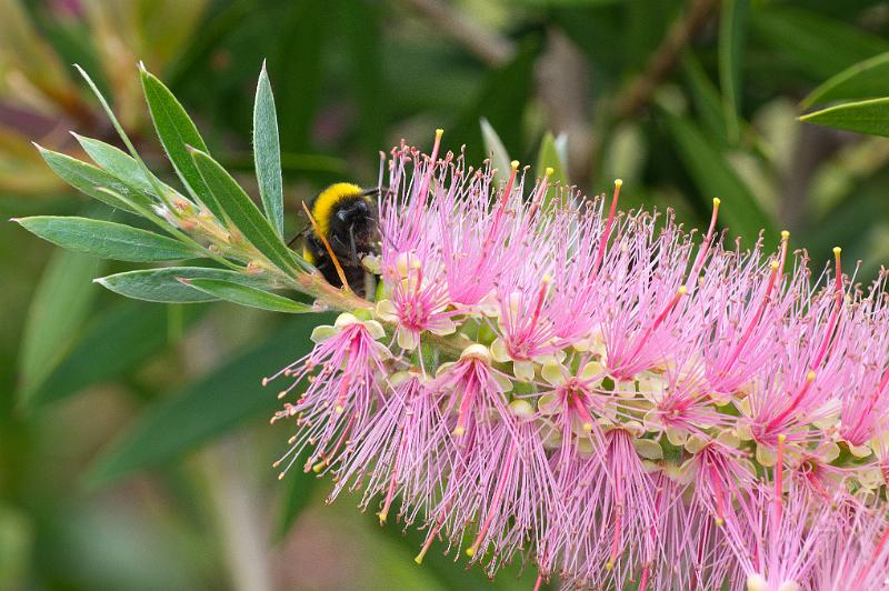 110507_T6408_Funchal.jpg - Im Botanischen Garten von Funchal