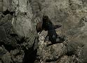PICT94070_090114_Kaikoura_c