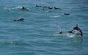 PICT9A1174_090115_Whalewatching_c