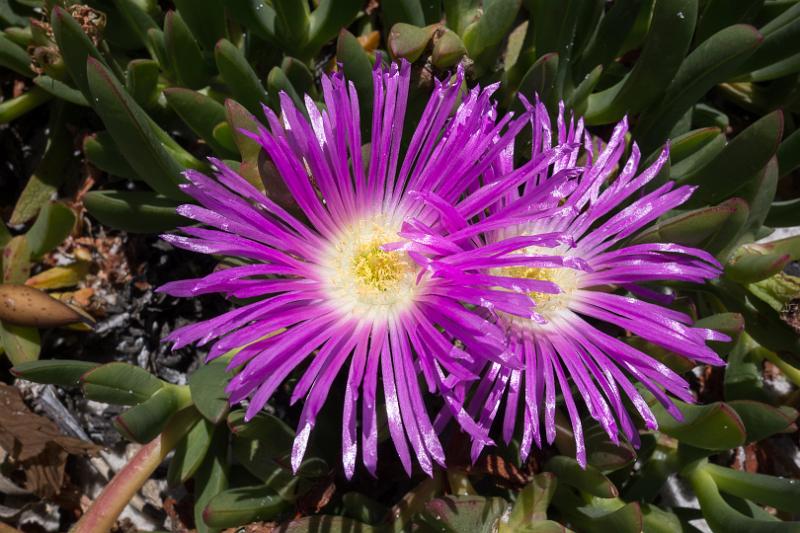 130111_1235_T00654_AnsonsBay_TheGardens.jpg - Native Pigface