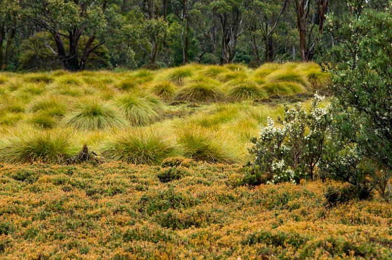 121219_1301_A05903_CradleMountain_fhd.jpg - Typische Buttongrass- und Buschlandschaft im Cradle Valley