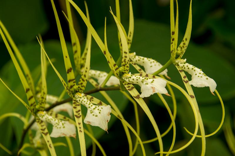 121226_1308_A06195_Hobart_RTBG_fhd.jpg - Royal Tasmanian Botanical Gardens - im Orchideenhaus