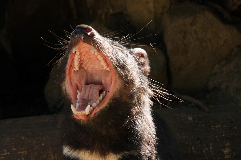 130103_0941_A06610_Tasman.jpg - Tasmanian Devils Conservation Park