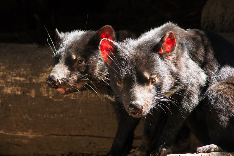 130103_1000_A06657_Tasman.jpg - Tasmanian Devils Conservation Park