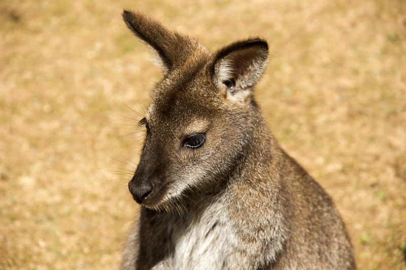 130103_1040_A06675_Tasman.jpg - Wallaby