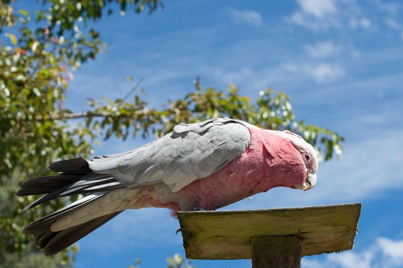 130103_1126_A06692_Tasman.jpg - Galah